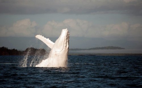 Горбатый кит-альбинос, обитающий у берегов Австралии (11 фото)