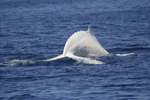 Горбатый кит-альбинос, обитающий у берегов Австралии (11 фото)