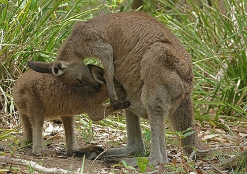 Топ-25: Удивительные факты про кенгуру, которые вы могли не знать