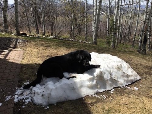 Лабрадор и последняя куча снега (8 фото)