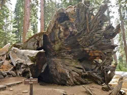 Тоннели в секвойядендронах в Национальных парках Калифорнии (18 фото)