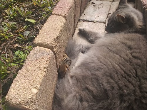 Как подружились кот с бурундуком (6 фото)