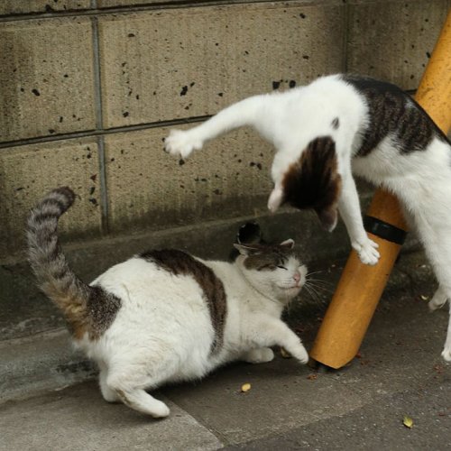 Уличные кошки Токио в фотографиях Масаюки Оки (29 фото)
