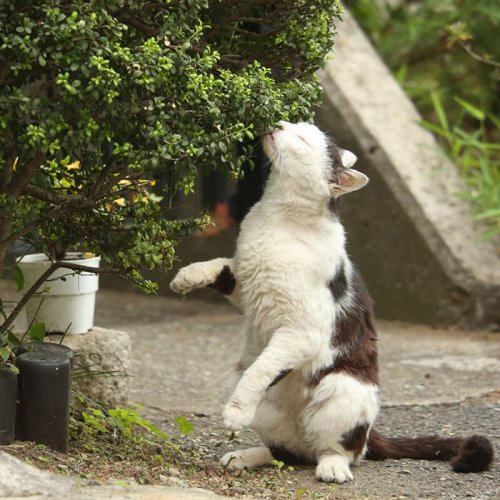 Уличные кошки Токио в фотографиях Масаюки Оки (29 фото)