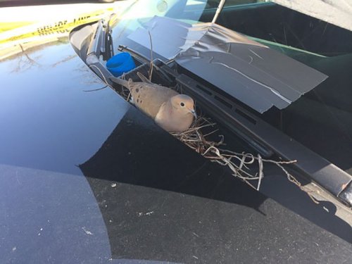 Горлица устроила гнездо на полицейской машине (3 фото)