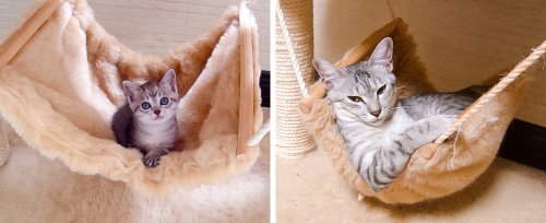 Очаровательные котейки "тогда и сейчас" (15 фото)