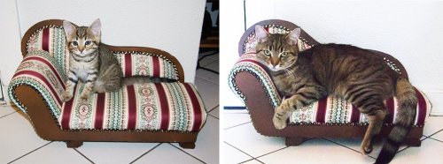 Очаровательные котейки "тогда и сейчас" (15 фото)