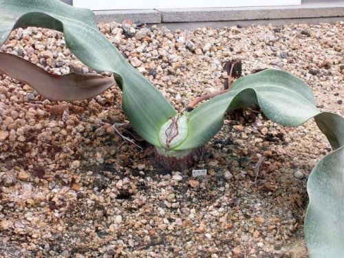 Реликтовое растение Вельвичия, живущее 2000 лет (11 фото)