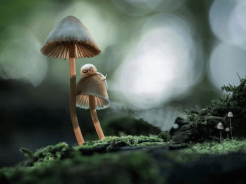 Волшебный мир грибов (26 фото)