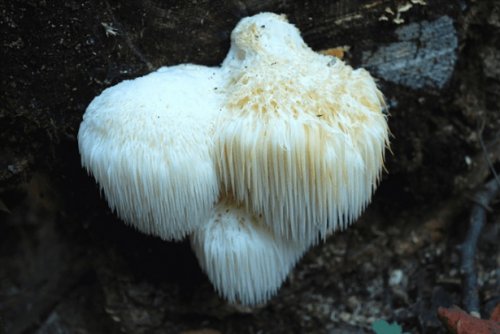 Волшебный мир грибов (26 фото)