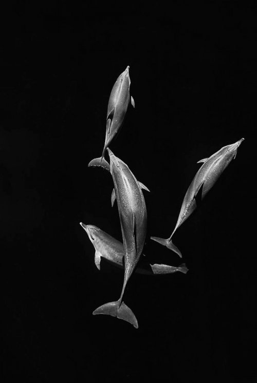 Величественная красота китов и дельфинов в фотографиях Кристофера Суонна (11 фото)
