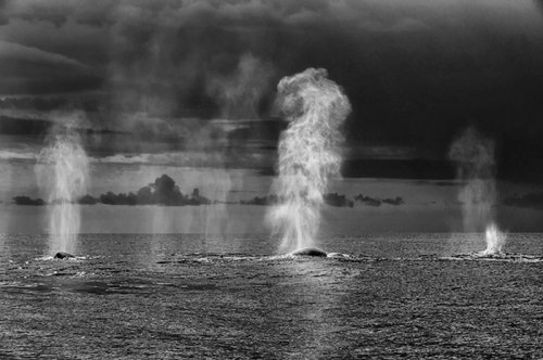 Величественная красота китов и дельфинов в фотографиях Кристофера Суонна (11 фото)