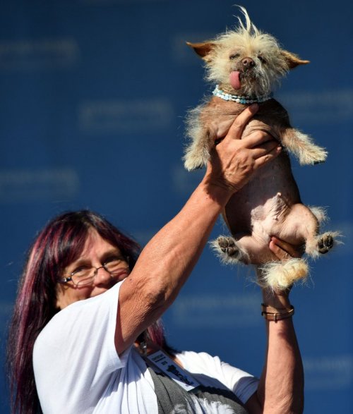 В Калифорнии выбрали самую уродливую собаку в мире (27 фото)