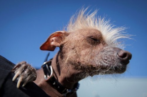 В Калифорнии выбрали самую уродливую собаку в мире (27 фото)