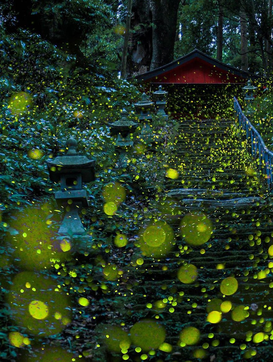 Световые представления светлячков в лесах Японии (10 фото) .