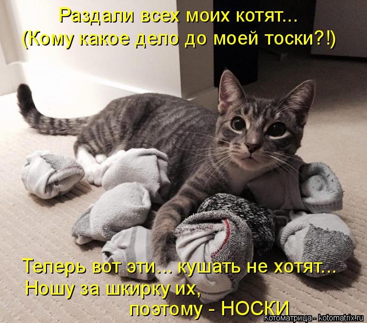 Включи котики ходили. Кот таскает носки. Носки с котом. Котоматрица. Котоматрица коты.