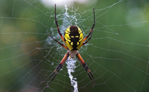 Топ-10: Уникальные представители паукообразных