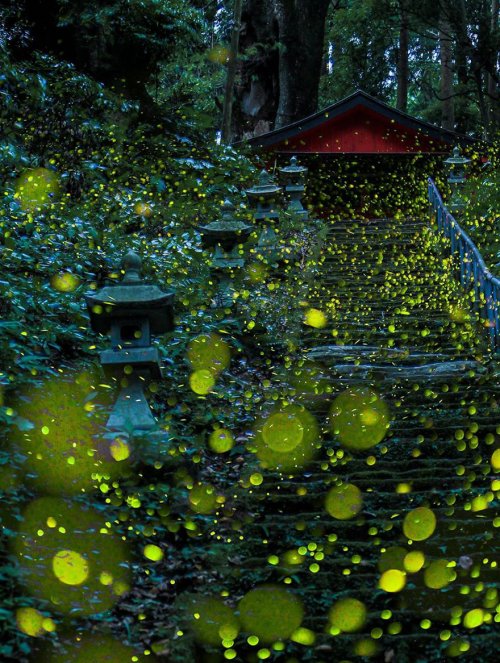 Световые представления светлячков в лесах Японии (10 фото)