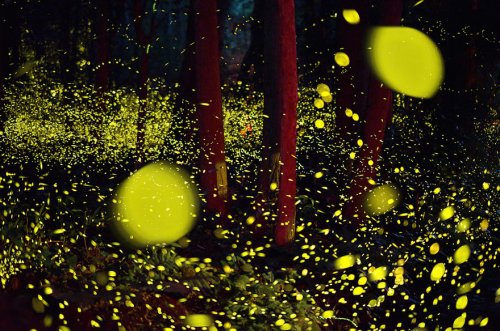 Световые представления светлячков в лесах Японии (10 фото)