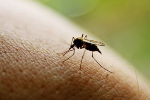 Простые и эффективные средства от комаров