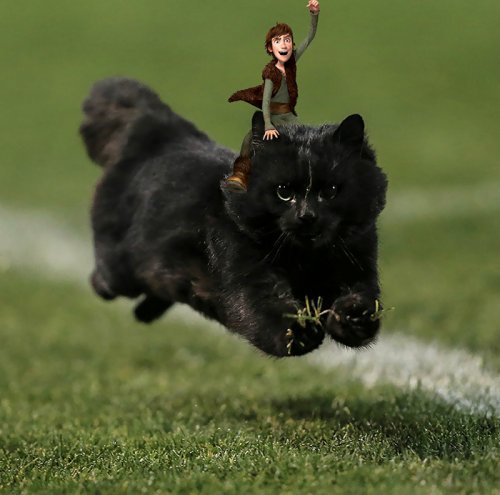 Чёрная кошка прервала регбийный матч, став героиней фотожаб (18 фото)