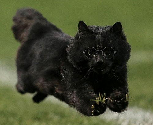 Чёрная кошка прервала регбийный матч, став героиней фотожаб (18 фото)