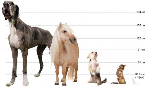 Датский дог Мэйджор может стать самой высокой собакой в мире (8 фото)