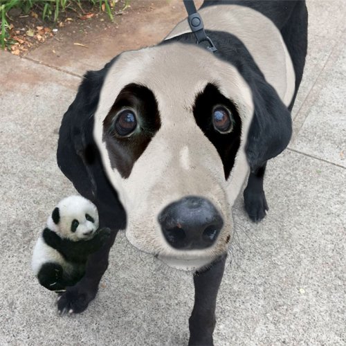 Лабрадор с глазами панды и фотожабы на него (15 фото)