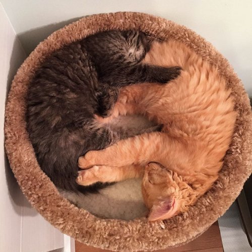 Выросшие из своей кровати, неразлучные Лили и Ренли продолжают спать в ней вместе (9 фото)