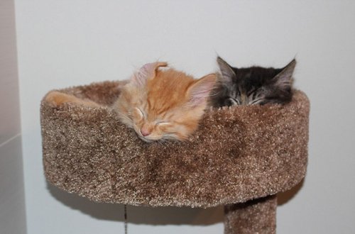Выросшие из своей кровати, неразлучные Лили и Ренли продолжают спать в ней вместе (9 фото)