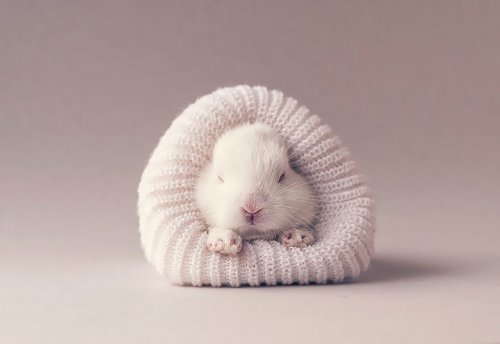 Очаровательная фотосессия для новорождённого кролика (12 фото)