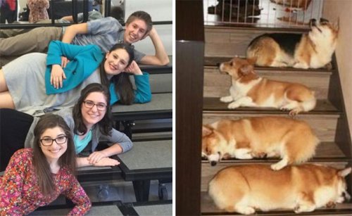 "Теперь ты собака": забавный аккаунт в Twitter, который найдёт вам двойника среди собак (26 фото)