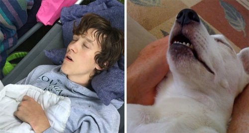 "Теперь ты собака": забавный аккаунт в Twitter, который найдёт вам двойника среди собак (26 фото)