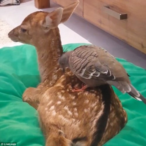 Необычная дружба спасённого оленёнка с голубем (5 фото + видео)