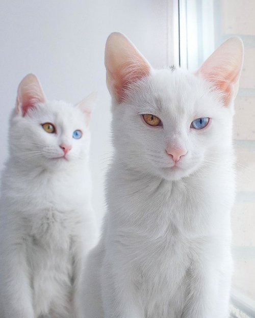 Белоснежные Ирис и Абис с разноцветными глазами (12 фото)