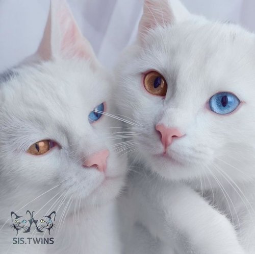 Белоснежные Ирис и Абис с разноцветными глазами (12 фото)