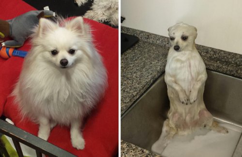 Собаки до и после купания (23 фото)