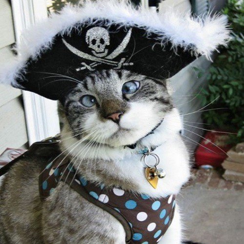 Смешные кошки в костюмах пиратов (10 фото)
