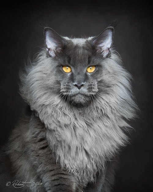 Фотопортреты кошек породы мейн-кун (12 фото)