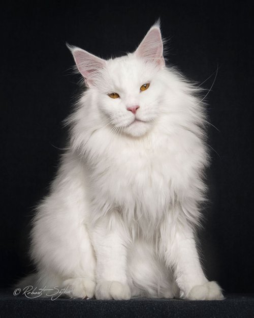 Фотопортреты кошек породы мейн-кун (12 фото)