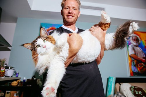 Мейн-кун Саймон — самый большой кот в Нью-Йорке (9 фото)