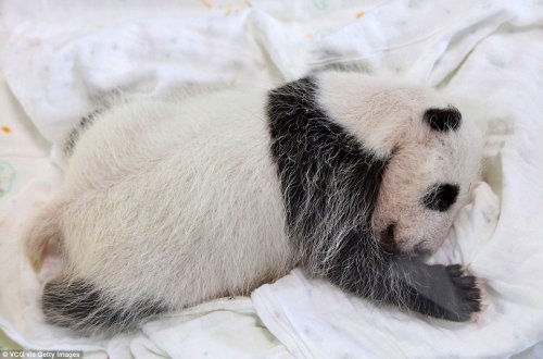 В зоопарке Шанхая родила большая панда (9 фото)