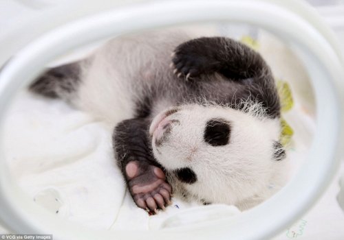 В зоопарке Шанхая родила большая панда (9 фото)