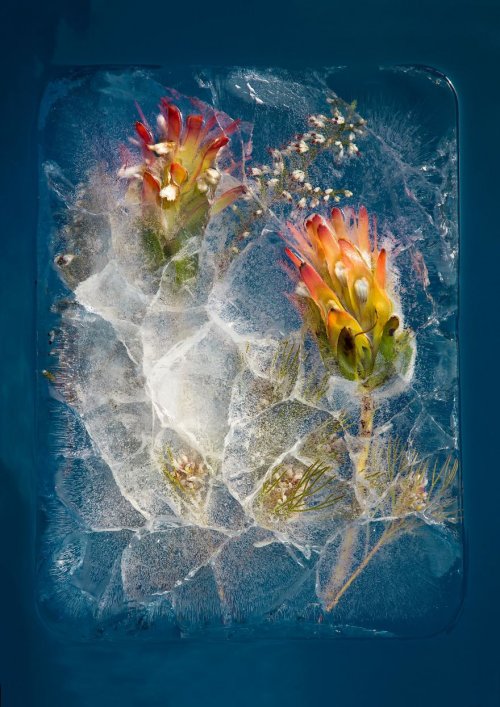 Цветы во льду (12 фото)