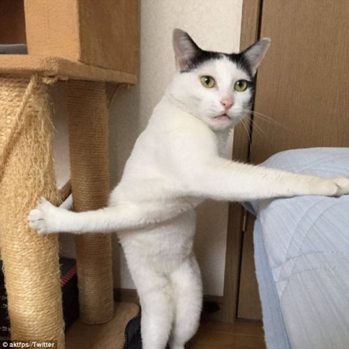 Забавная кошка Милк-чан на перепутье и фотожабы на неё (7 фото)