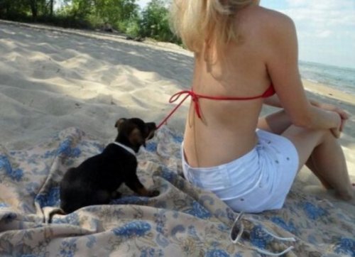 Собаки – на пляже валяки (10 фото)