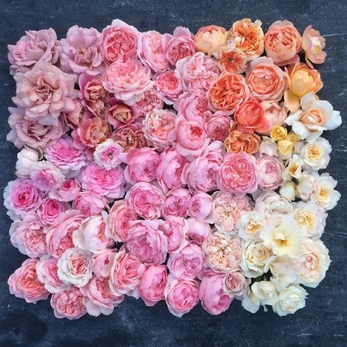 Цветочный Instagram флористки Эрин Бензакин (14 фото)