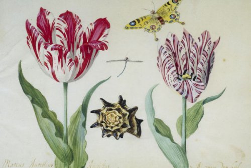 Semper Augustus: Самый редкий и дорогой сорт тюльпанов (6 фото)