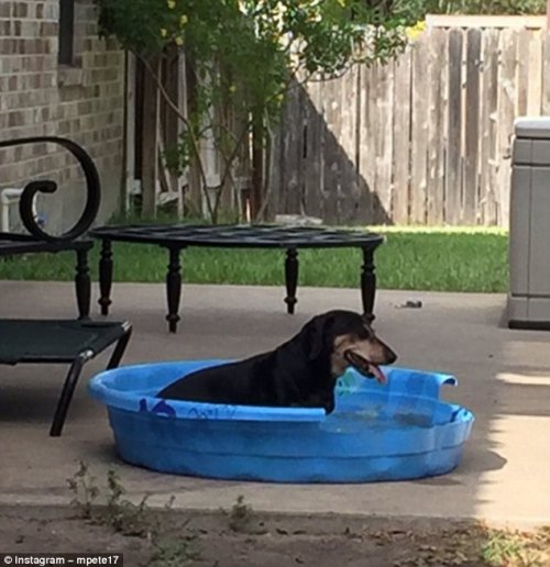 Собаки, которые знают толк в летнем отдыхе (23 фото)