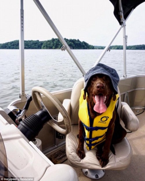 Собаки, которые знают толк в летнем отдыхе (23 фото)